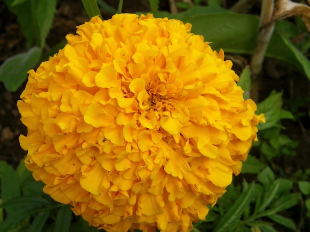 Fleur de souci jaune (Tagetes) en gros plan. Région de Leningrad, Russie.