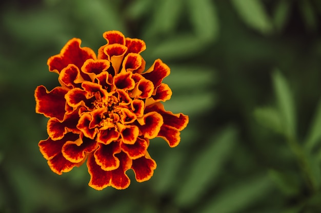 Fleur de souci orange bouclée vue rapprochée d'en haut. Nature riche.