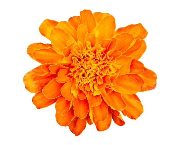 Fleur de souci orange Tagetes erecta isolé sur fond blanc avec un tracé de détourage