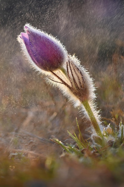 Une fleur sous la pluie