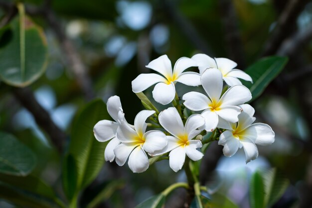 Fleur de spa tropical frangipanier.