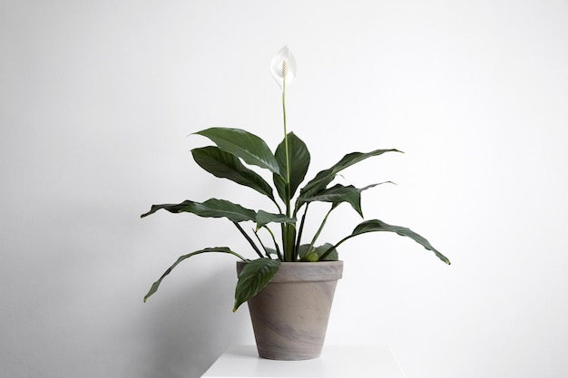 Fleur de spathiphyllum plante d'intérieur en pot sur fond de mur blanc