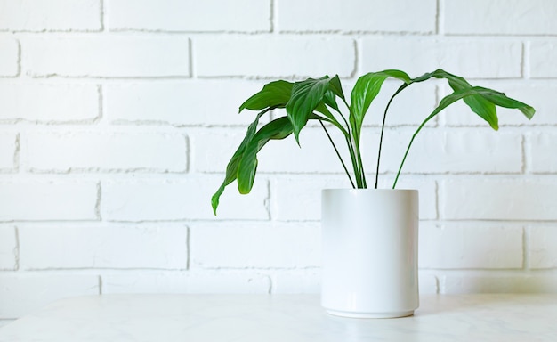 Fleur de Spathiphyllum poussant dans un pot blanc dans la salle d'accueil.