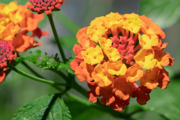 Fleur sphérique rouge orange et jaune avec des feuilles vertes