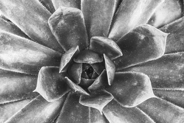 Fleur succulente vue de dessus gros plan, photo macro noir et blanc