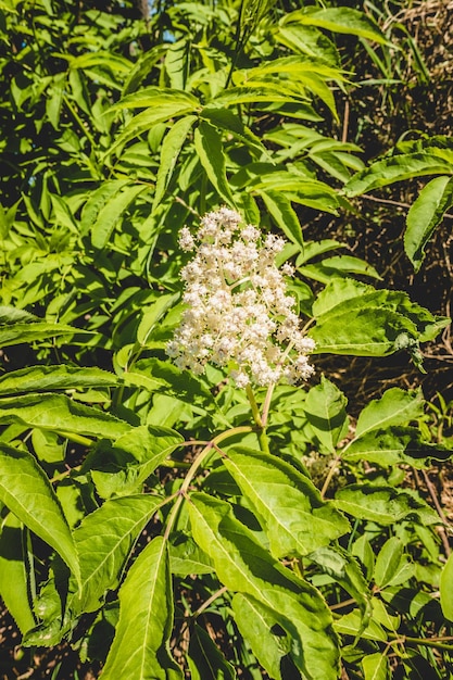 Fleur de sureau blanc de buisson vert