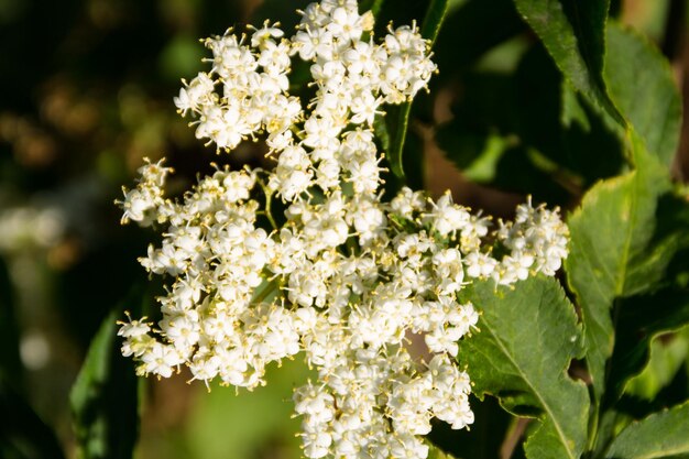 Photo fleur de sureau blanc sambucus nigra