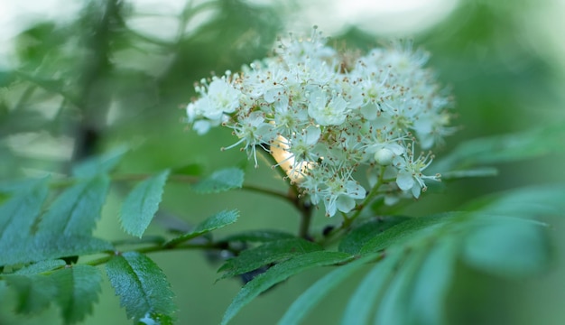 Fleur de sureau sur une branche sur fond de feuilles vertes Fond naturel abstrait