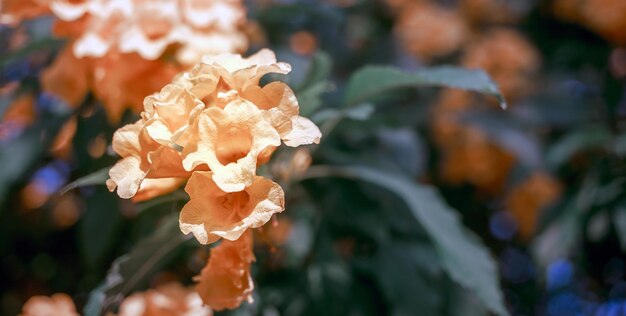 Fleur de sureau jaune ou fleur de Trumpetbush fleurissant en hiver en Asie