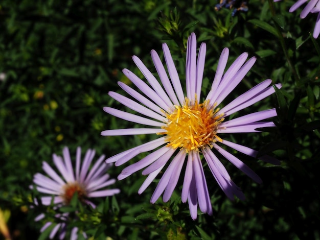 fleur Symphyotrichum novi-belgii