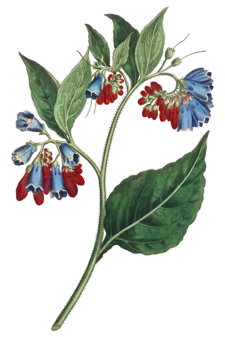 Photo fleur de symphyum asperrim prickley comfrey de l'année précédente