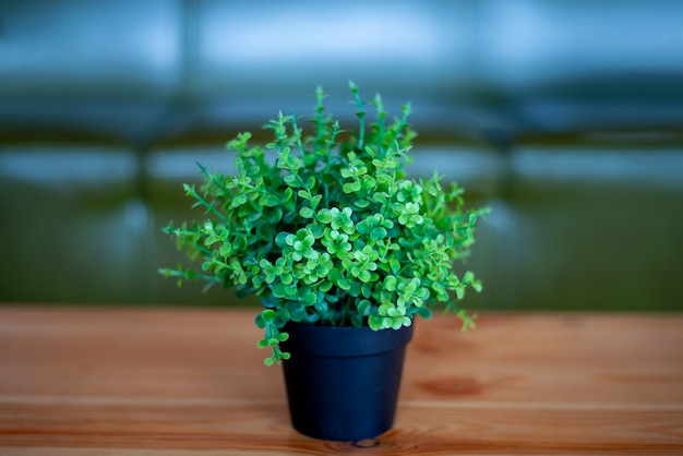 Fleur sur la table dans un pot