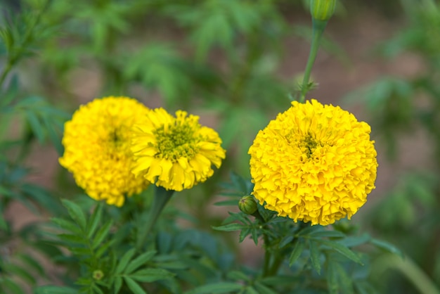 Fleur (Tagetes erecta, souci mexicain, souci aztèque) jaune c