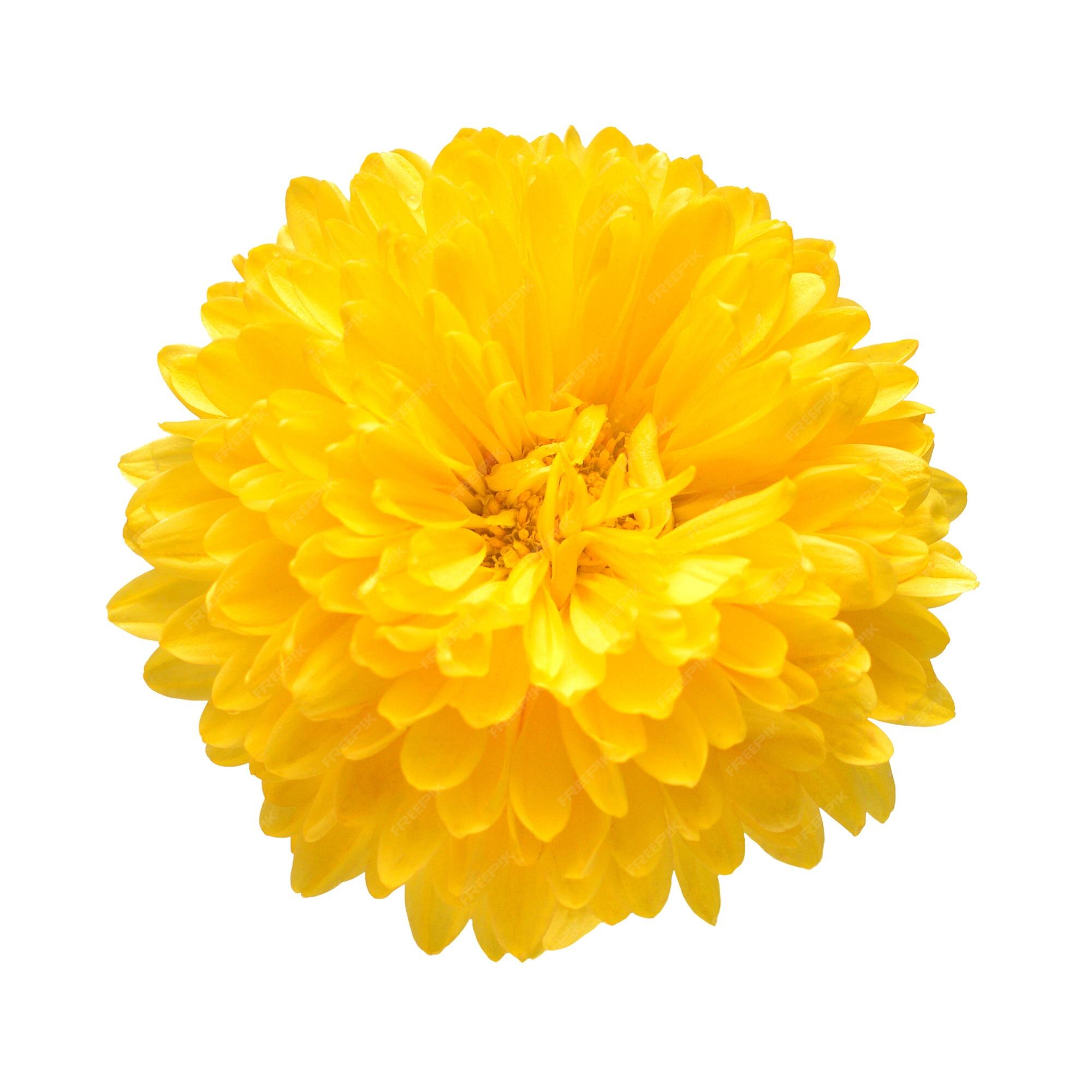 Fleur De Tête De Chrysanthème Jaune Isolé Sur Fond Blanc Creative Concept  Automne Motif Floral Objet Plat Jeter Vue De Dessus | Photo Premium