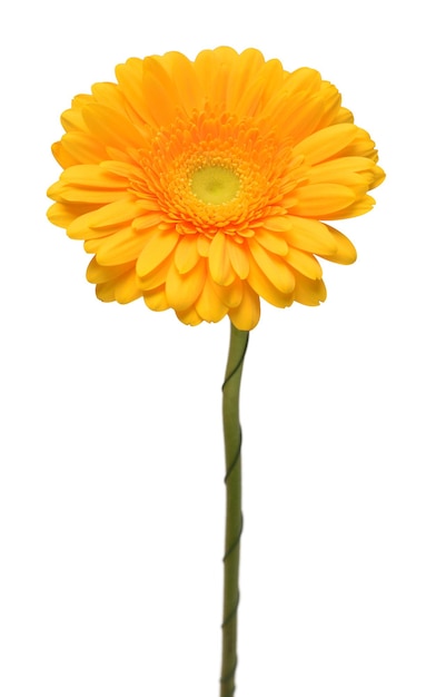 Fleur de tête de gerbera jaune isolé sur fond blanc Calendula officinalis marigold Télévision jeter Vue de dessus