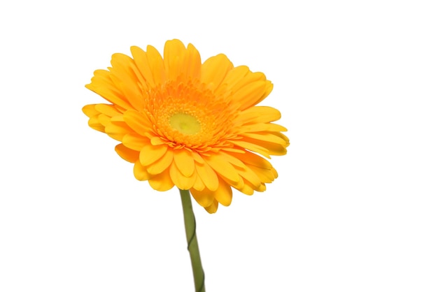 Fleur de tête de gerbera jaune isolé sur fond blanc Calendula officinalis marigold Télévision jeter Vue de dessus