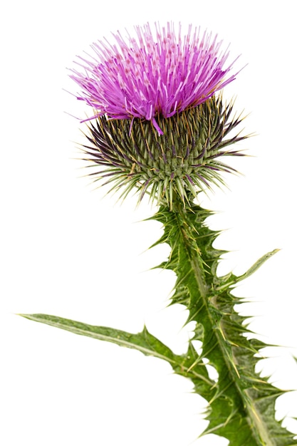 Photo fleur de thistle lat carduus isolée sur fond blanc