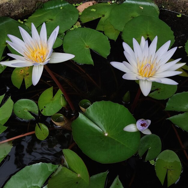 Photo une fleur de tir