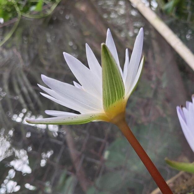 Photo une fleur de tir