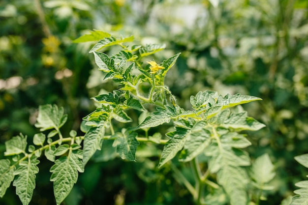 Fleur de tomate