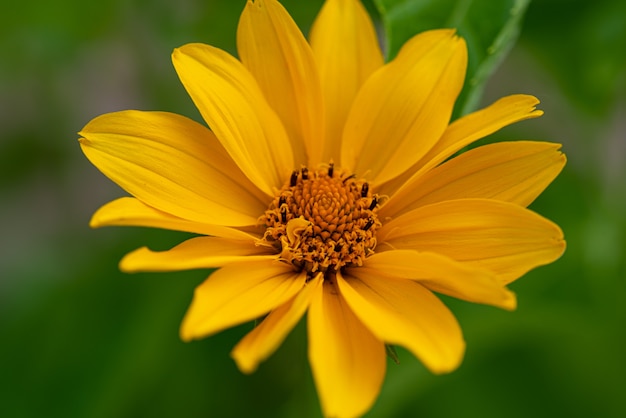 Fleur de topinambour jaune Fleur de topinambour sur fond vert libre