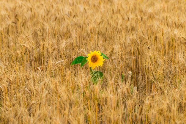 Fleur de tournesol dans un champ de blé