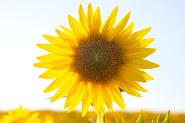 Fleur de tournesol dans un champ en rayons de soleil contre le ciel. agriculture et agro-industrie