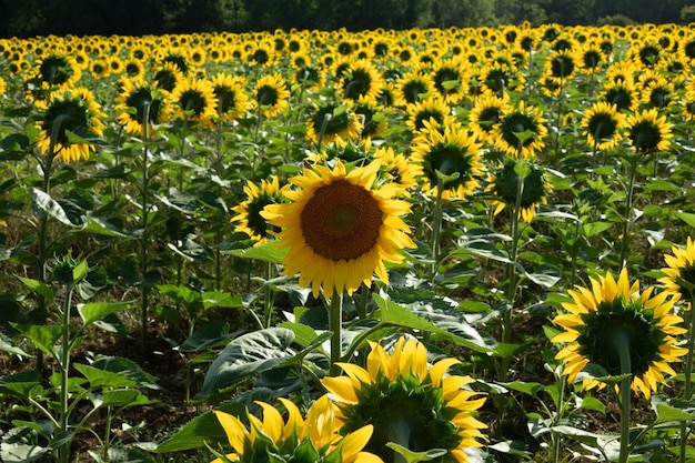 La fleur de tournesol en été qui tourne le dos aux autres fleurs du champ.