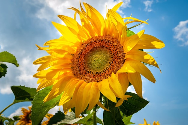 Fleur de tournesol gros plan sur un fond de ciel bleu fleurs fleurissent tournesol jaune