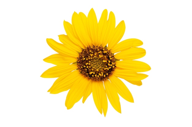 Fleur de tournesol isolé sur blanc