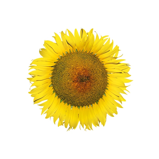 Fleur de tournesol isolé sur fond blanc