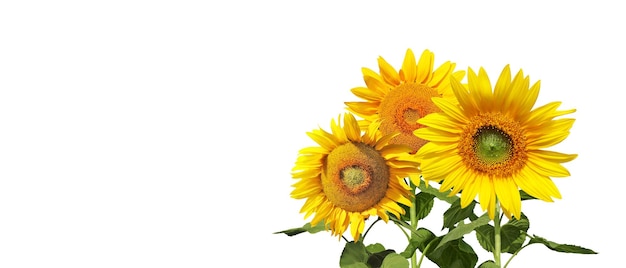 Fleur de tournesol isolé sur fond blanc