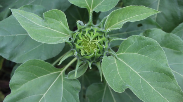 Fleur de tournesol isolé premium