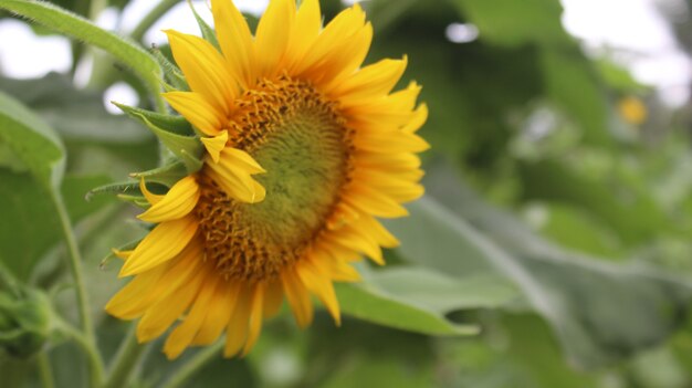 Fleur de tournesol isolé premium