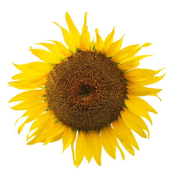 Fleur de tournesol isolée sur fond blanc avec chemin de coupe