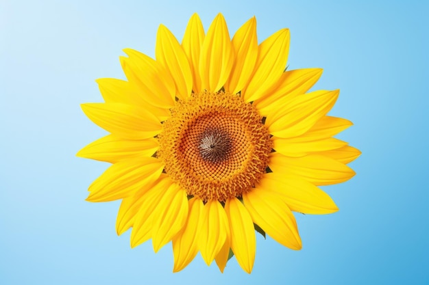 Une fleur de tournesol isolée sur fond bleu vue de dessus motif de fleurs florales