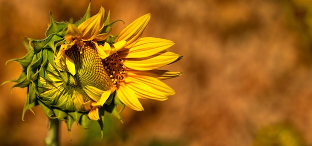 Une fleur de tournesol jaune vif fleurit sur le terrain Mise au point sélective