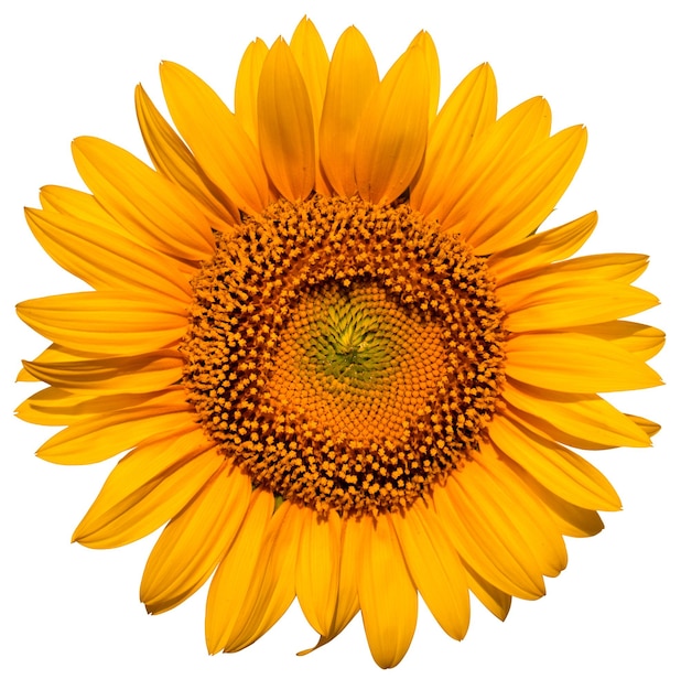 Fleur de tournesol jaune vif sur fond blanc