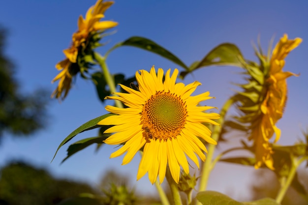 Fleur de tournesols sur un champ avec un ciel bleu