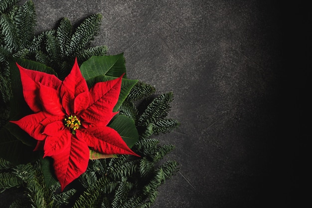 Fleur traditionnelle de Noël sur fond sombre