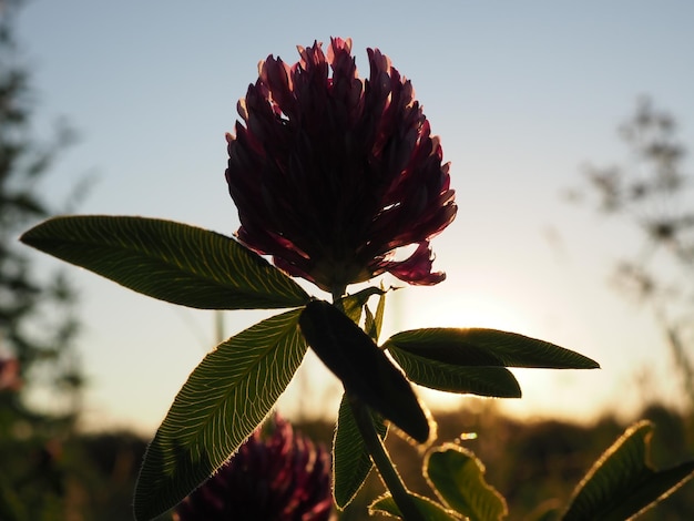 fleur de trèfle sur le fond du soleil couchant