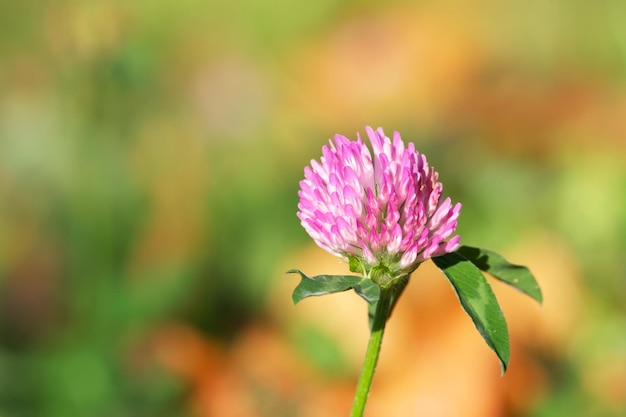 fleur de trèfle par une journée ensoleillée en gros plan