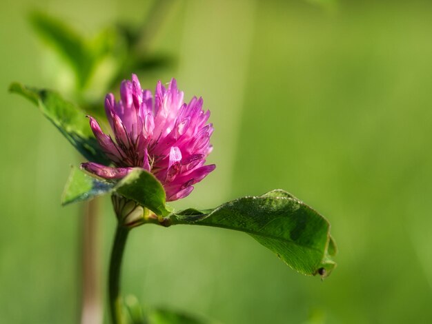 Fleur de trèfle pourpre avec des feuilles vertes sur un pré Plante médicinale de la nature