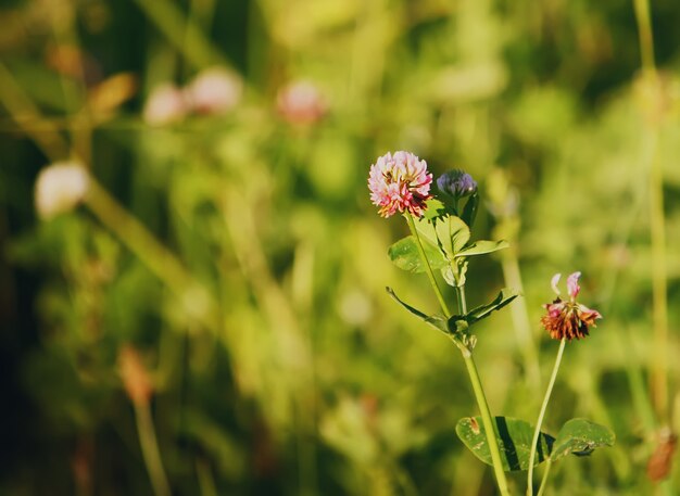 Fleur de trèfle rose sur fond d'herbe verte d'été