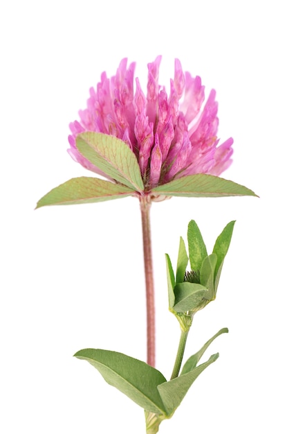 Fleur de trèfle sur une tige avec des feuilles vertes isolées sur fond blanc trifolium pratense