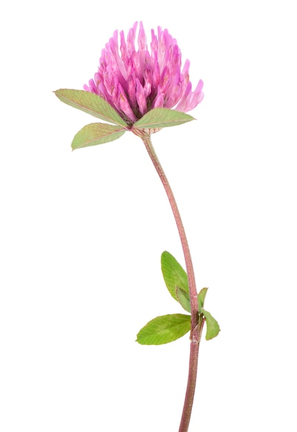 Fleur de trèfle sur une tige avec des feuilles vertes isolées sur fond blanc trifolium pratense