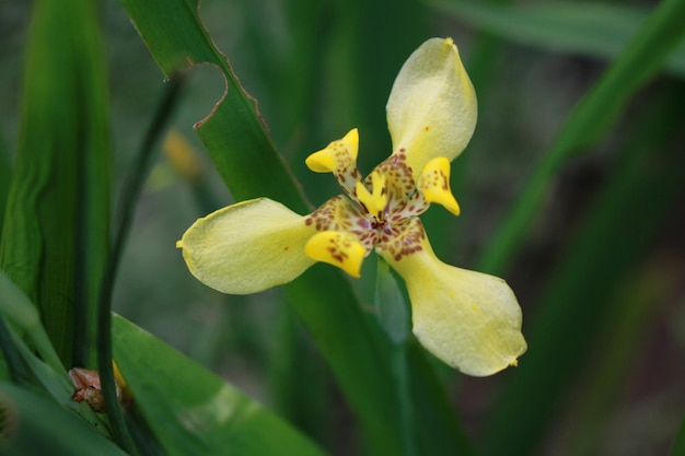 Fleur Trimizea jaune, Plantes Trimezia steyermarkii