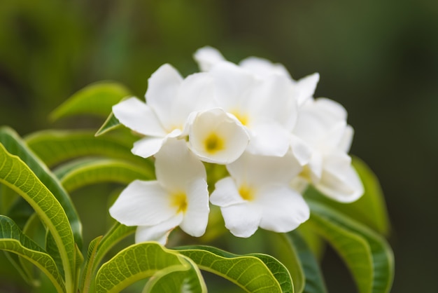 Fleur tropicale blanche