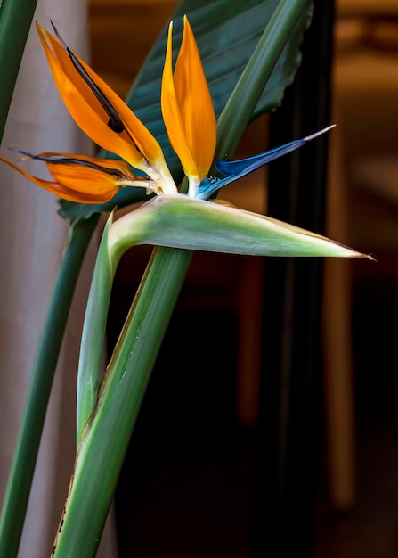 Fleur tropicale en fleurs de couleur orange semblable à une strelitzia royale d'oiseau