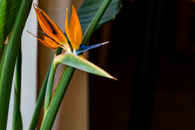 Photo fleur tropicale en fleurs de couleur orange semblable à une strelitzia royale d'oiseau